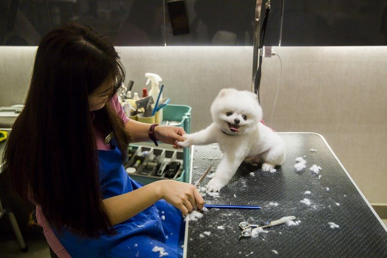 Milk spas and manicures: A Hong Kong dog’s life