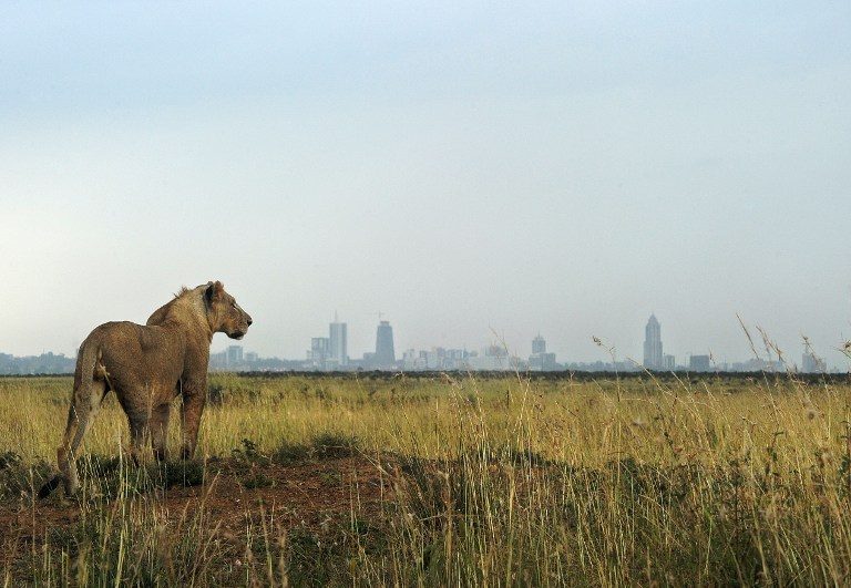 Kenya lions ‘back in park’ after city visit – rangers