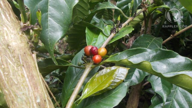 Coffee berries in bloom in Nescafé's farm in Davao del Norte 
