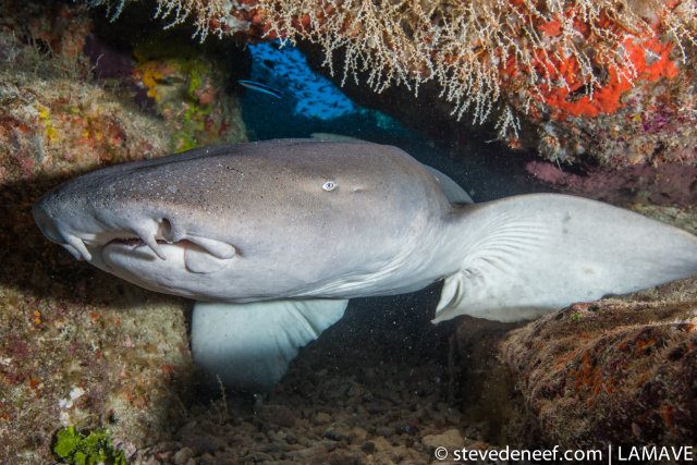 NURSE SHARK. One of its most distinguishing features is its barbells – the fleshy appendages that hang below the nostrils. Steve de Neef/LAMAVE  