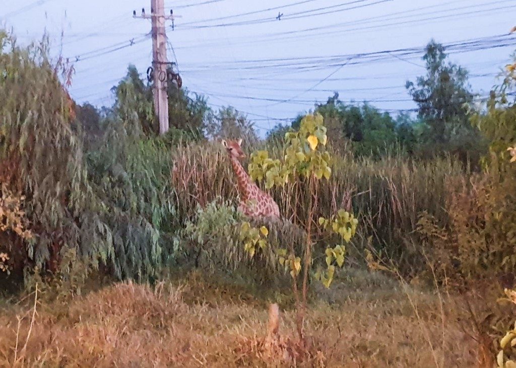 Fugitive giraffe found dead in Thailand canal