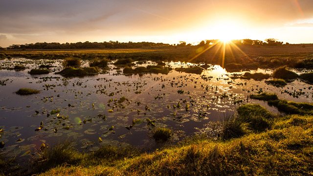 Wetlands disappearing 3 times faster than forests – study