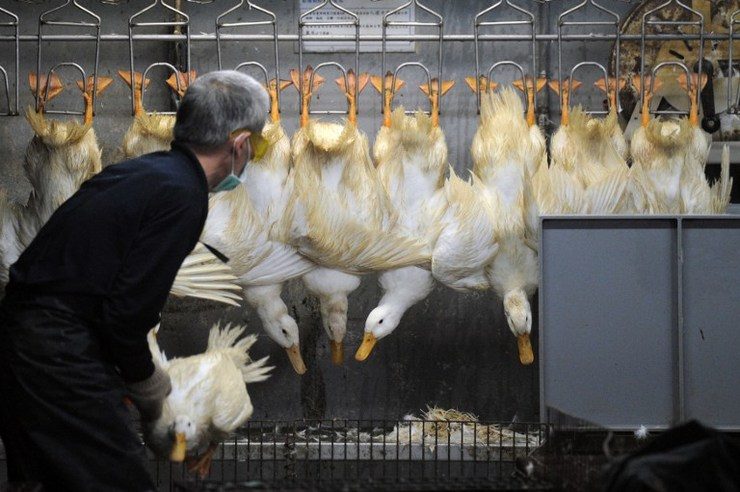 Thousands more poultry culled as bird flu fears grow in Taiwan