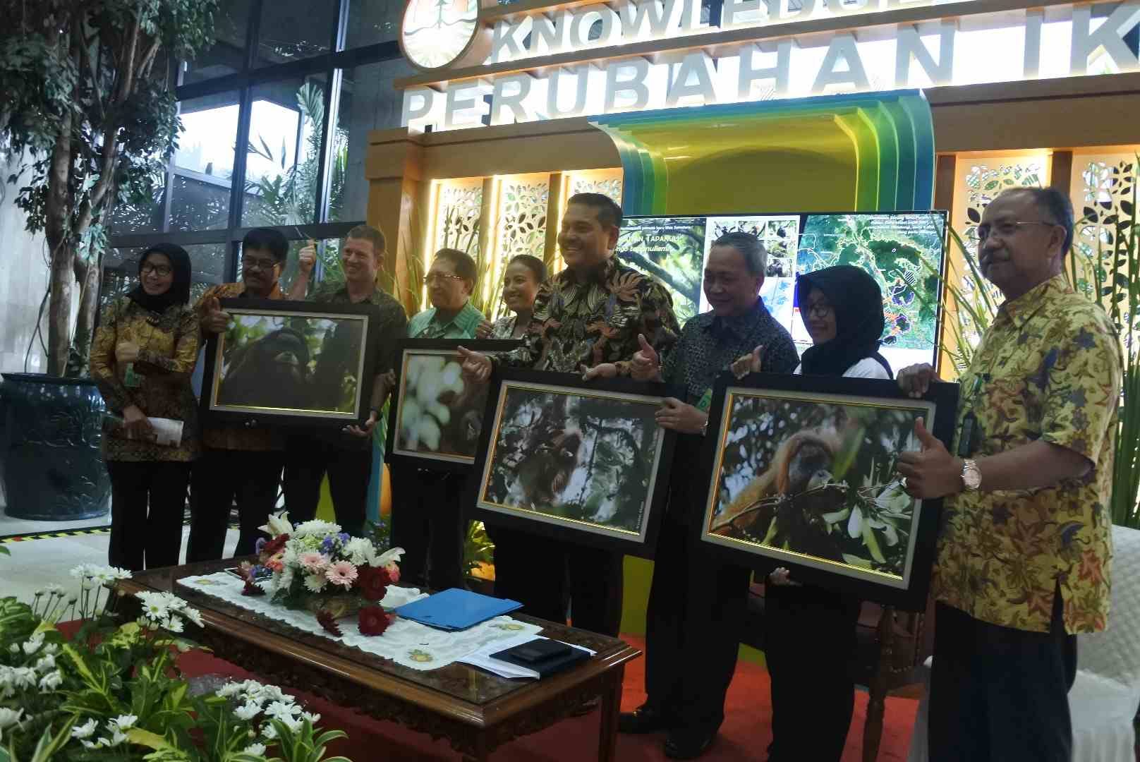 Orangutan Tapanuli menjadi kategori baru orangutan di Indonesia