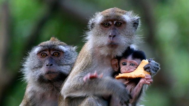 Monkeys use tools to crack nuts, shuck oysters