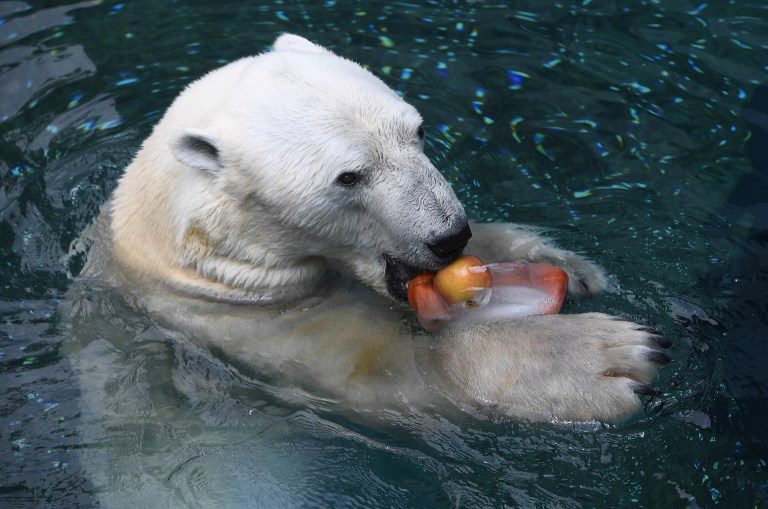 South Korea’s last polar bear dies ahead of British retirement