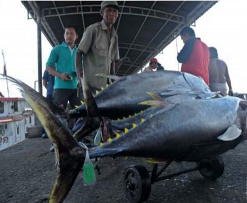Para nelayan di Kupang, Nua Tenggara Timur menunjukkan hasil tangkapan mereka. Foto: Antara 