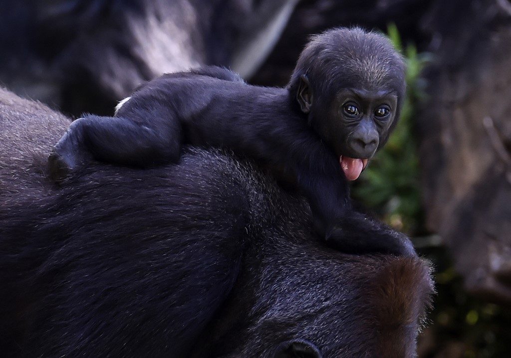 Brazil zoo asks public to name newest baby gorilla
