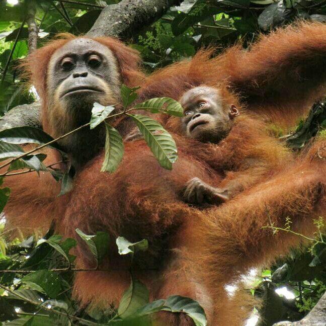 Kembali ke habitat, orangutan melahirkan bayi laki-laki