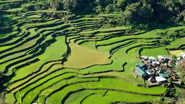Ifugao Rice Terraces may be younger than we think
