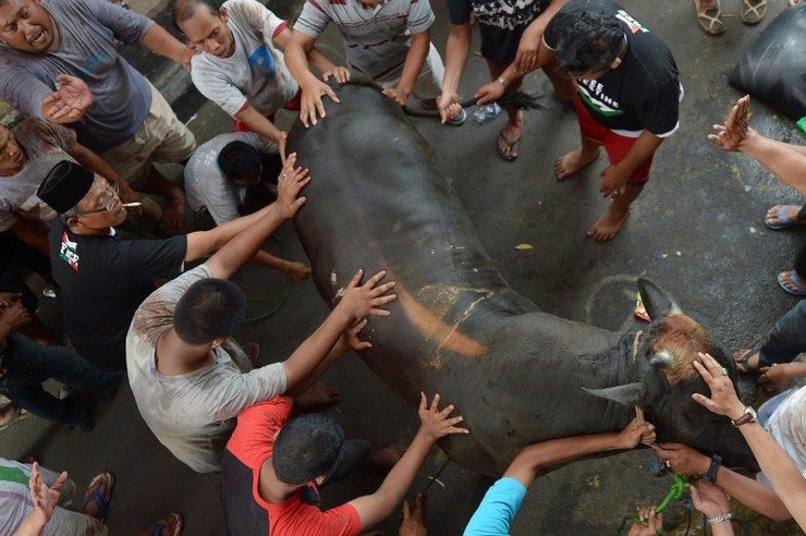 DAY OF SACRIFICE. Men prepare to slaughter a cow on the day of sacrifice or Eid al-Adha in Jakarta on Sunday, October 5, 2014. Photo by Adek Berry/AFP 