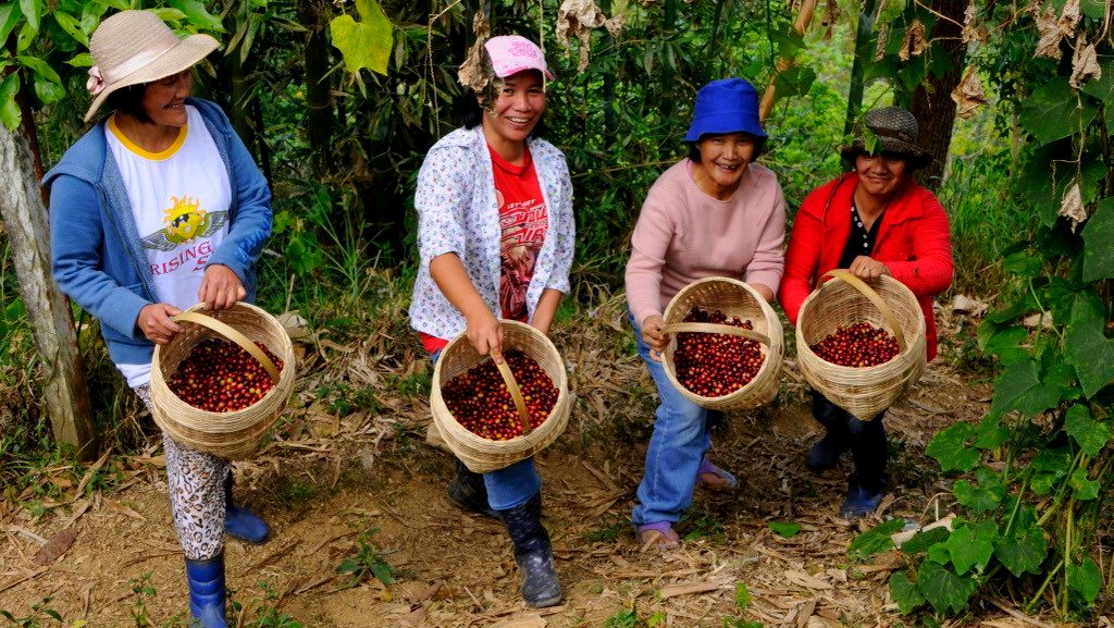 Benguet Arabica coffee listed among ‘endangered’ food products