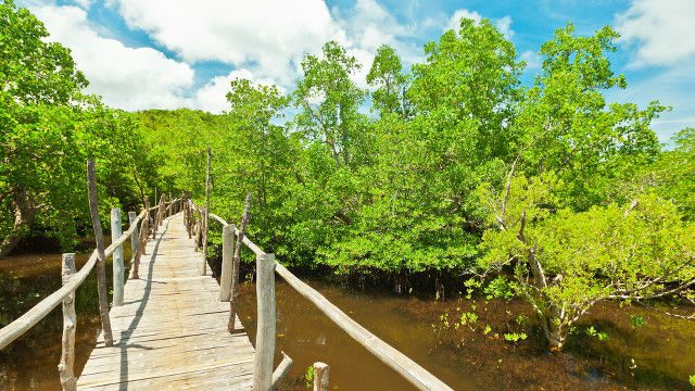 GEMS. A mangrove sanctuary in Bohol thrives under an ecotourism program. File photo 