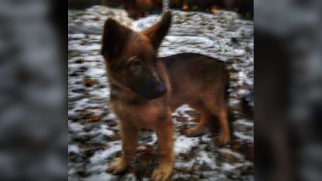 Russia gives France puppy to replace police dog killed by jihadists