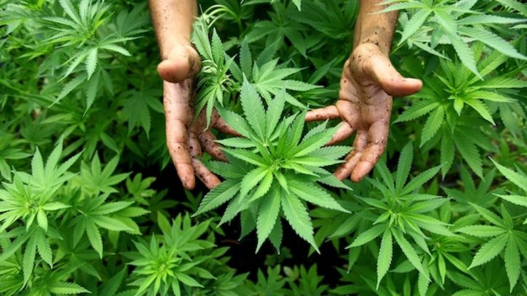 Cannabis on a high in 2014
