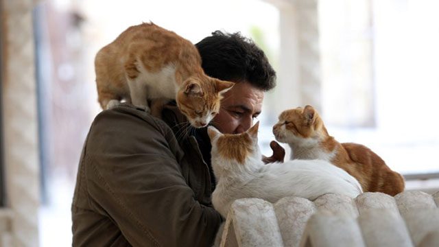 In war-torn Syria, ‘cat man’ starts rare animal clinic