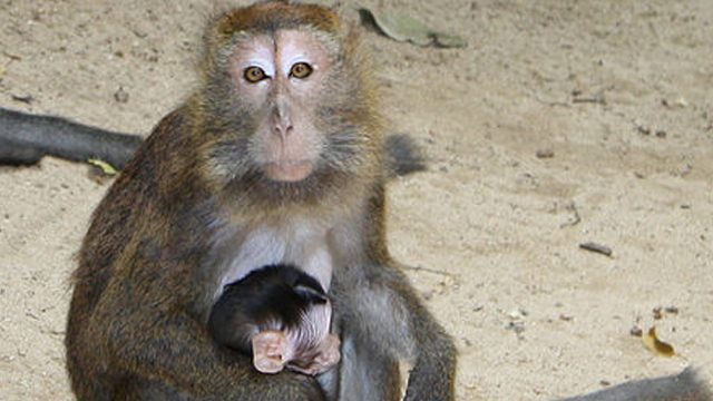 ‘No export of monkeys in the next 4 years’ – DA official