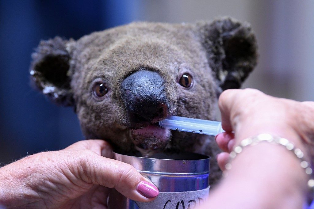 RESCUED. In this file photo, a dehydrated and injured Koala receives treatment at the Port Macquarie Koala Hospital in Port Macquarie on November 2, 2019, after its rescue from a bushfire that has ravaged an area of over 2,000 hectares. Photo by Saeed Khan/AFP 