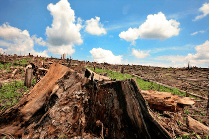 Conservationists press Jakarta to follow industry lead on forests