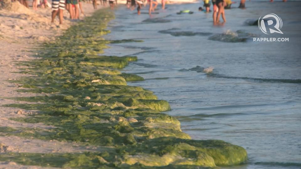 GREEN. Boracay shores are lined with green algae. Photo by Adrian Portugal/Rappler 