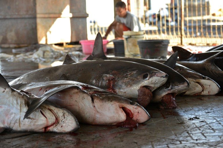 The uphill battle to tackle shark fishing in Indonesia