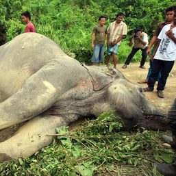 Endangered Sumatran elephant found shot dead, tusks missing