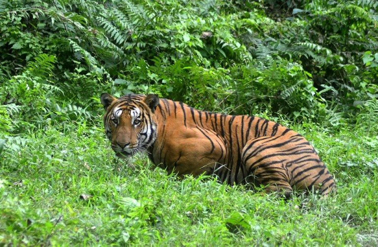 Man-eating tiger shot dead in India after massive hunt