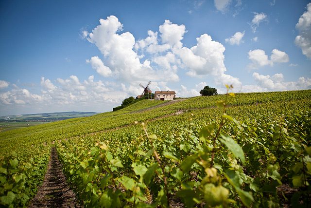 Alamo, French champagne vineyards vie for World Heritage status