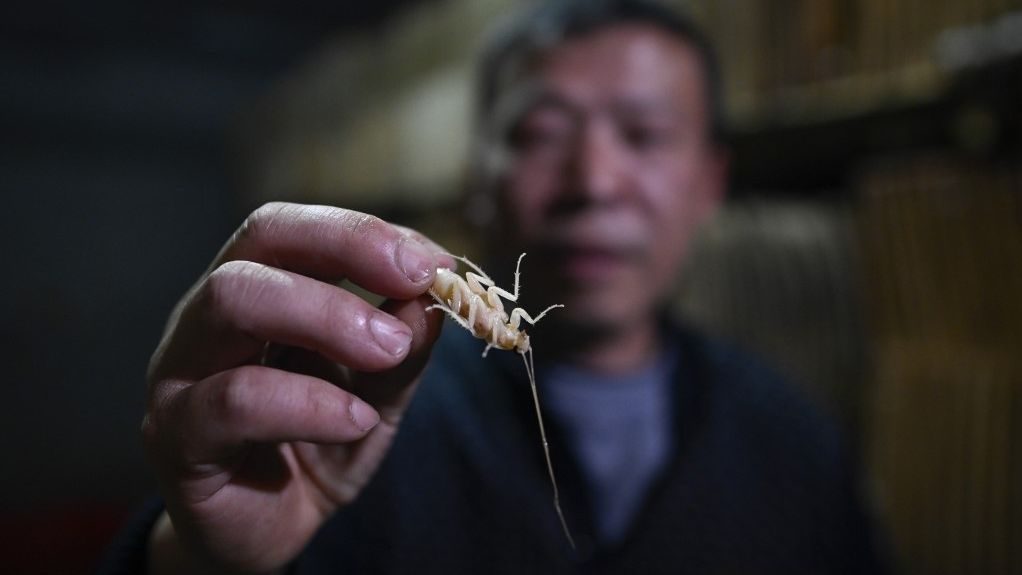 Papa roach: Chinese farmer breeds cockroaches for the table