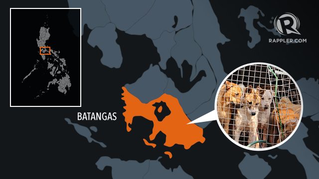 600 kilos of dog meat intercepted in Batangas
