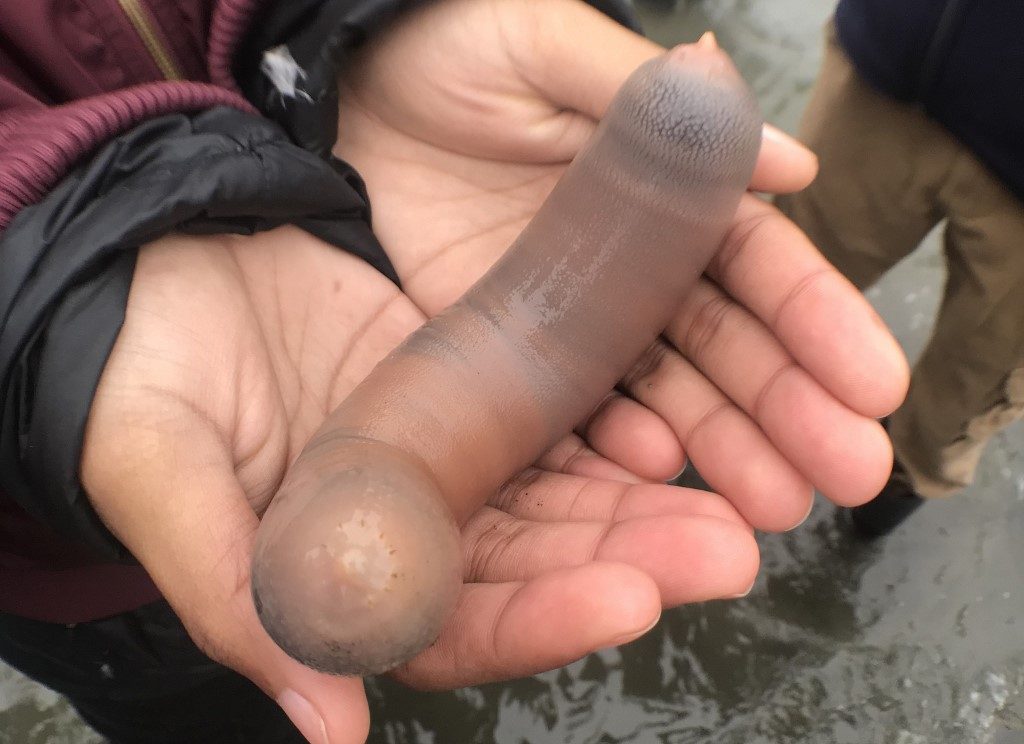 Thousands of ‘penis fish’ exposed on California beach