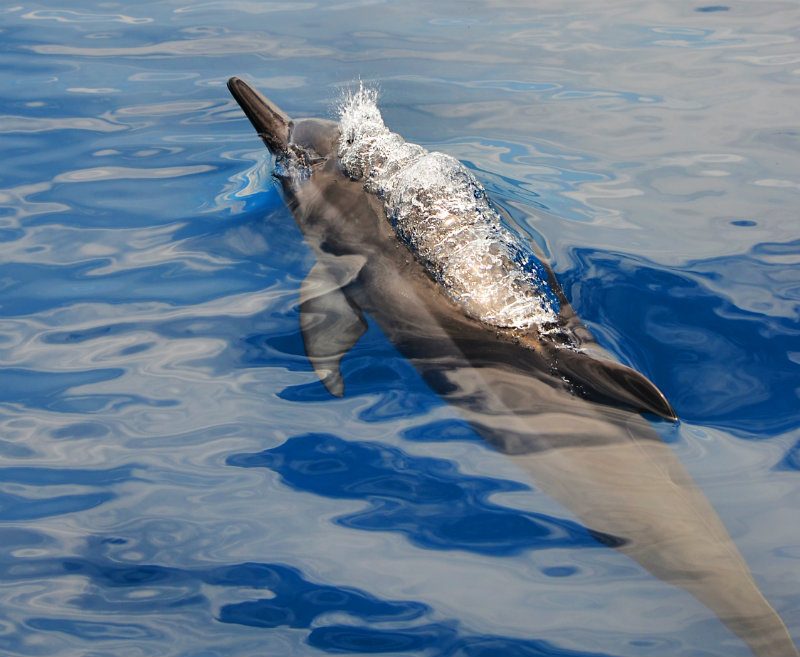LITTLE DOLPHINS. Like little kids at play, dolphins cavort and blow bubbles among themselves. They also use air to corral prey, creating bubble-nets to drive schools of fish like sardines into tight balls where they can be easily caught and eaten.  
