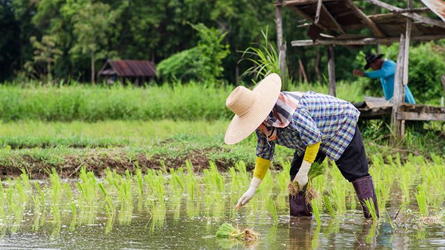 PH still gunning for rice self-sufficiency despite Duterte remarks