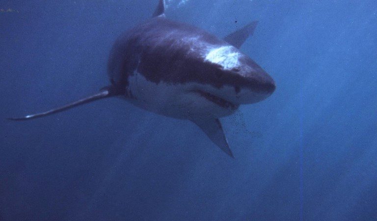 At least 8,000 great white sharks off Australia coast: researchers