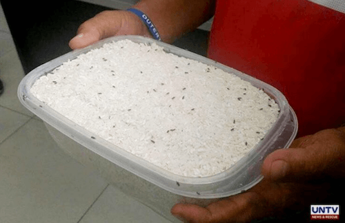 BUKBOK RICE. Agriculture Secretary Manny Piñol shows uncooked rice with live weevils. Screengrab from UNTV     