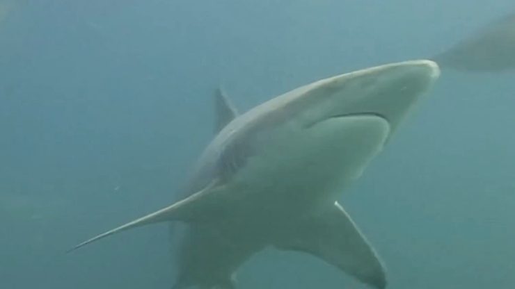 The Dorsal Effect: Saving the sharks of Lombok