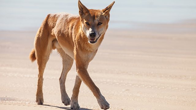 Australian researchers say dingo is not a dog, but own species
