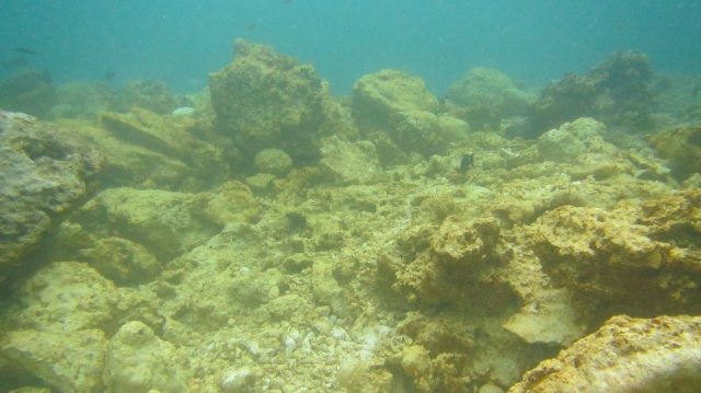 RUSAK. Kondisi terumbu karang di Radja Ampat yang rusak akibat ditabrak oleh Kapal Pesiar Caledonian Sky asal Inggris ketika tengah berlayar dari Papua Nugini menuju ke Filipina. Foto oleh Kementerian Lingkungan Hidup dan Kehutanan 
