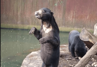Melihat lebih dekat beruang madu di Kebun Binatang Bandung, benarkah mereka kelaparan?