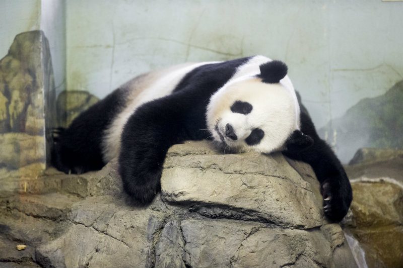 Mei Xiang the panda gives birth at Washington zoo