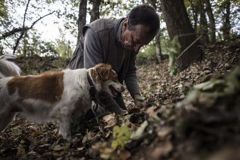‘For the dog, it’s a game’: sniffing out truffles in Italy