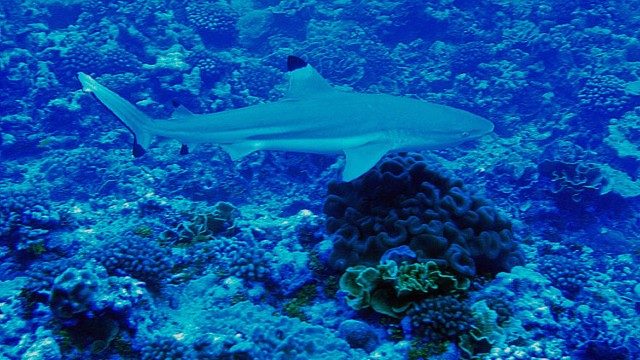 Don’t touch blacktip sharks spotted in southern Cebu – fisheries bureau