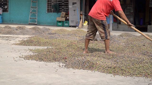 WATCH: Cavite coffee farmers struggle to rise from the ashes