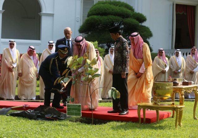 TANAM POHON. Raja Arab Saudi Salman bin Abdulaziz menanam pohon ulin yang merupakan tanaman khas dari Kalimantan. Pohon itu dijuluki sebagai kayu besi. Foto: istimewa 