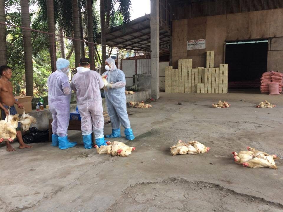 DA bans fowl shipments from Luzon amid bird flu outbreak