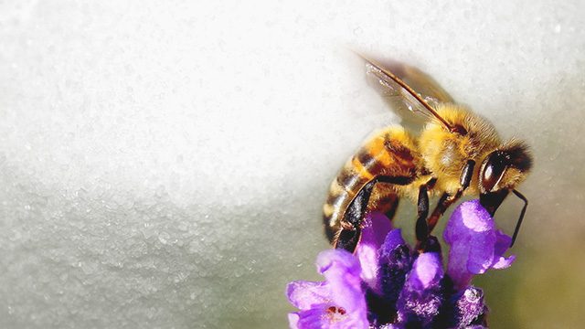Sugar gives bees a happy buzz – study