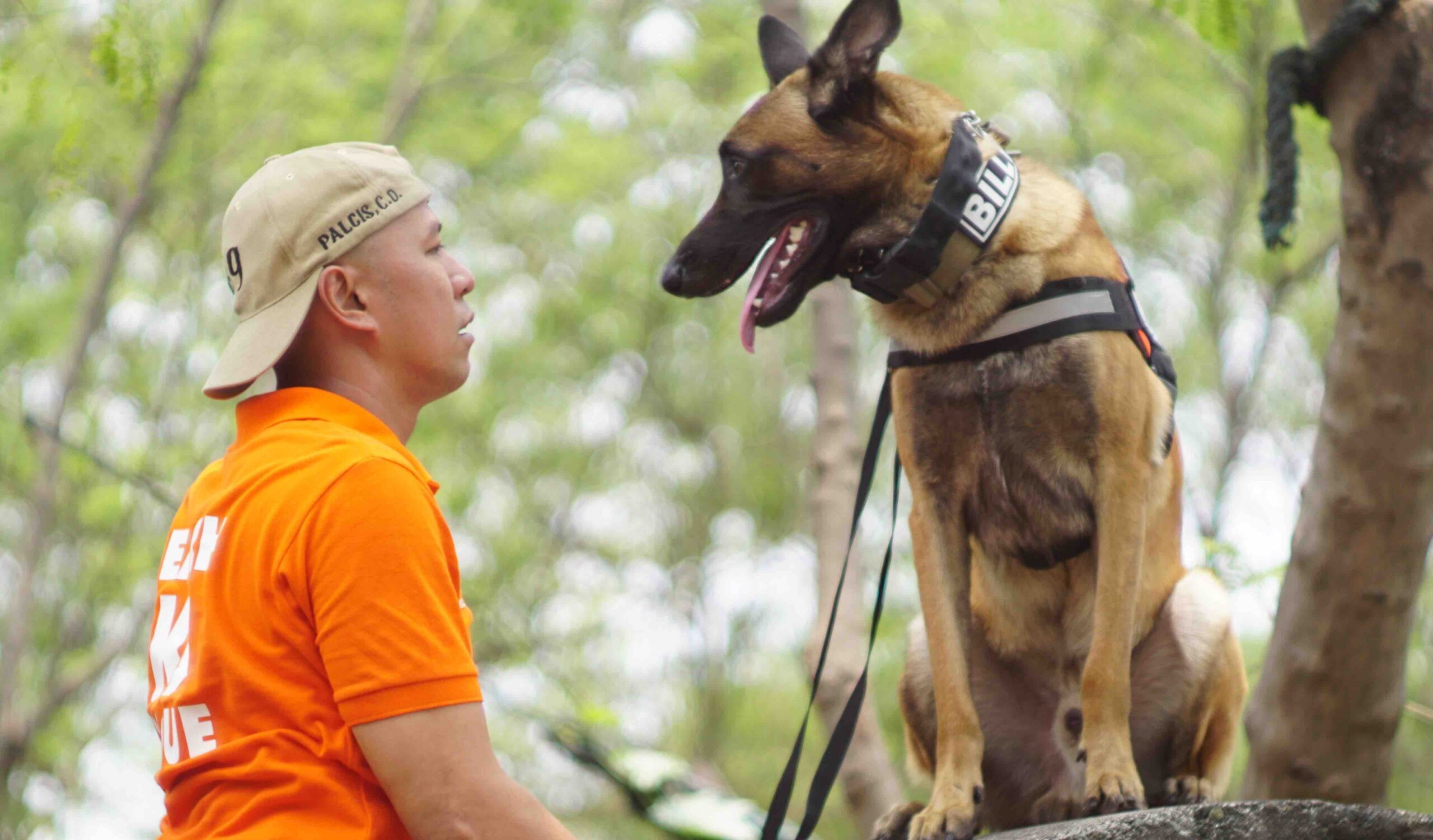 MMDA trains pet dogs to be lifesavers