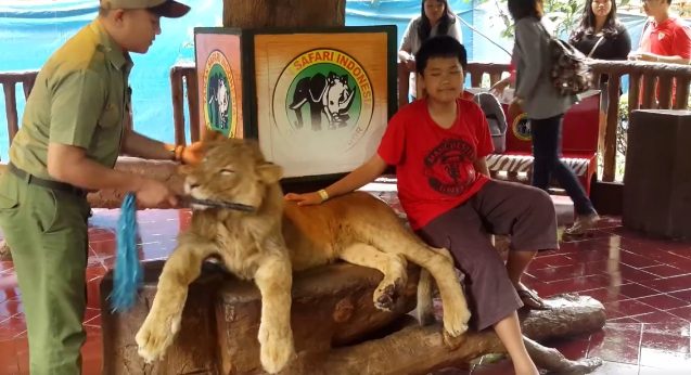 Indonesian safari park drugged its lion for photos with tourists?