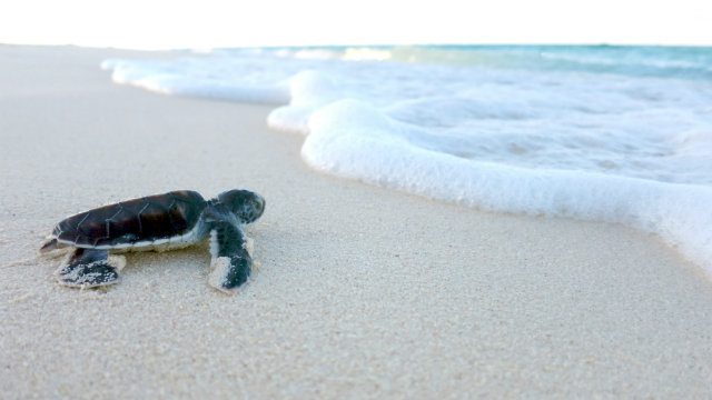 Women’s group protects turtles by turning trash into eco-purses