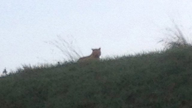 Tiger still on the loose near Paris